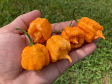 Load image into Gallery viewer, Orange Creamo (BOC X Primo Orange)(Pepper Seeds)