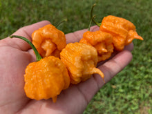 Load image into Gallery viewer, Orange Creamo (BOC X Primo Orange)(Pepper Seeds)