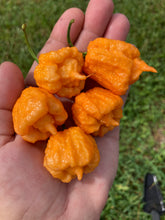 Load image into Gallery viewer, Orange Creamo (BOC X Primo Orange)(Pepper Seeds)