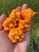 Load image into Gallery viewer, Orange Creamo (BOC X Primo Orange)(Pepper Seeds)