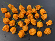 Load image into Gallery viewer, Orange Creamo (BOC X Primo Orange)(Pepper Seeds)