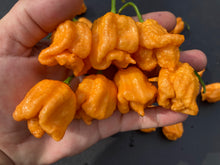 Load image into Gallery viewer, Orange Creamo (BOC X Primo Orange)(Pepper Seeds)