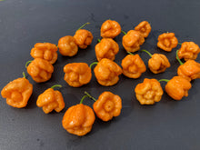 Load image into Gallery viewer, Orange Creamo (BOC X Primo Orange)(Pepper Seeds)