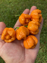 Load image into Gallery viewer, Orange Creamo (BOC X Primo Orange)(Pepper Seeds)