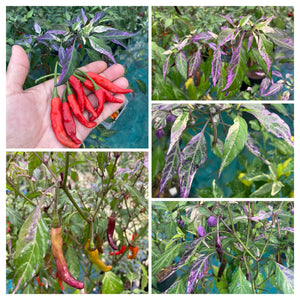 Lost Boys (T-E) (Pepper Seeds)