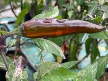 Load image into Gallery viewer, Tiger Jalapeño (Pepper Seeds)