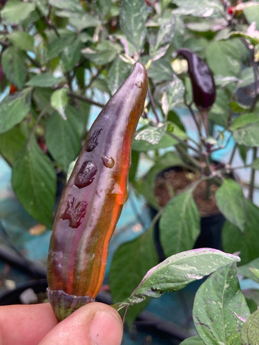 Tiger Jalapeño (Pepper Seeds)