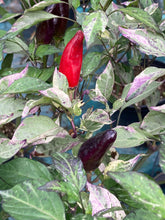 Load image into Gallery viewer, Tiger Jalapeño (Pepper Seeds)