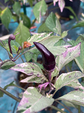 Load image into Gallery viewer, Tiger Jalapeño (Pepper Seeds)