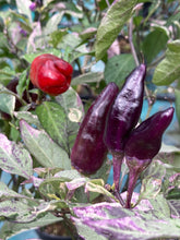 Load image into Gallery viewer, Tiger Jalapeño (Pepper Seeds)