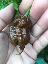 Load image into Gallery viewer, Guwa &quot;X&quot; Chocolate (Pepper Seeds)