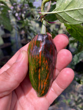 Load image into Gallery viewer, Ancho L Pinky (Pepper Seeds)(Variegated)