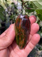 Load image into Gallery viewer, Ancho L Pinky (Pepper Seeds)(Variegated)