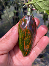 Load image into Gallery viewer, Ancho L Pinky (Pepper Seeds)(Variegated)