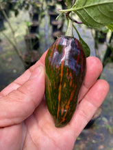 Load image into Gallery viewer, Ancho L Pinky (Pepper Seeds)(Variegated)