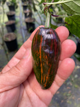 Load image into Gallery viewer, Ancho L Pinky (Pepper Seeds)(Variegated)