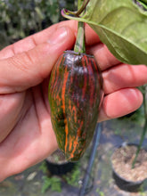 Load image into Gallery viewer, Ancho L Pinky (Pepper Seeds)(Variegated)