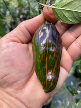 Load image into Gallery viewer, Ancho L Pinky (Pepper Seeds)(Variegated)