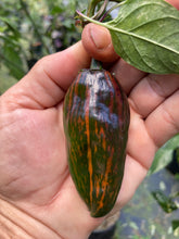 Load image into Gallery viewer, Ancho L Pinky (Pepper Seeds)(Variegated)