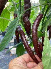 Load image into Gallery viewer, Chocolate Cayenne (Pepper Seeds)