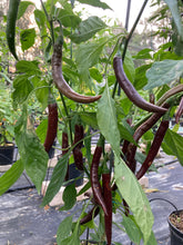 Load image into Gallery viewer, Chocolate Cayenne (Pepper Seeds)