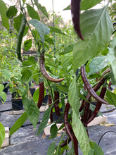 Load image into Gallery viewer, Chocolate Cayenne (Pepper Seeds)