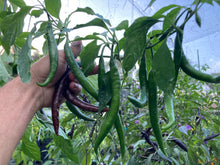 Load image into Gallery viewer, Chocolate Cayenne (Pepper Seeds)