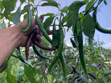 Load image into Gallery viewer, Chocolate Cayenne (Pepper Seeds)