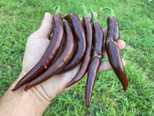 Load image into Gallery viewer, Chocolate Cayenne (Pepper Seeds)