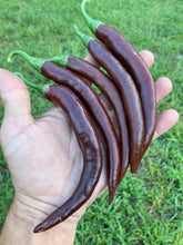 Load image into Gallery viewer, Chocolate Cayenne (Pepper Seeds)