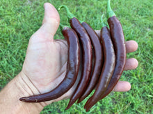 Load image into Gallery viewer, Chocolate Cayenne (Pepper Seeds)