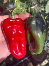 Load image into Gallery viewer, Ancho L Pinky (Pepper Seeds)(Variegated)