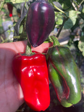 Load image into Gallery viewer, Ancho L Pinky (Pepper Seeds)(Variegated)