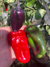 Load image into Gallery viewer, Ancho L Pinky (Pepper Seeds)(Variegated)