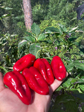 Load image into Gallery viewer, Ancho L Pinky (Pepper Seeds)(Variegated)