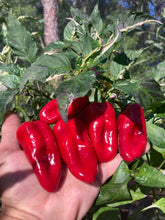 Load image into Gallery viewer, Ancho L Pinky (Pepper Seeds)(Variegated)