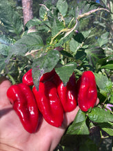 Load image into Gallery viewer, Ancho L Pinky (Pepper Seeds)(Variegated)