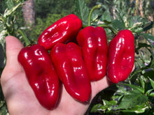 Load image into Gallery viewer, Ancho L Pinky (Pepper Seeds)(Variegated)