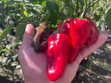Load image into Gallery viewer, Ancho L Pinky (Pepper Seeds)(Variegated)