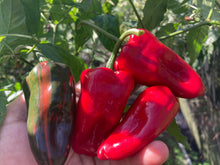 Load image into Gallery viewer, Ancho L Pinky (Pepper Seeds)(Variegated)