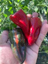 Load image into Gallery viewer, Ancho L Pinky (Pepper Seeds)(Variegated)