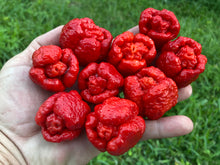 Load image into Gallery viewer, Trinidad Moruga Scorpion (Original)(Pepper Seeds)