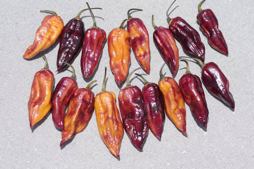 Epic Horizon (Pepper Seeds)