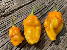 Load image into Gallery viewer, Dueling Horizon (East)(Pepper Seeds)