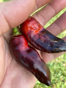 Red Horizon XD (Pepper Seeds) (Limited)