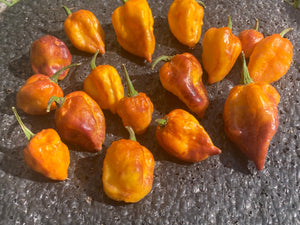 Dueling Horizon (Compass Mix)(Pepper Seeds)