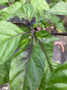 Dueling Horizon (South)(Pepper Seeds)