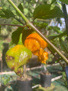 Dueling Horizon (Compass Mix)(Pepper Seeds)