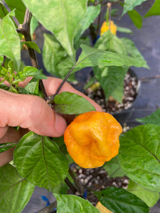 Dueling Horizon (Compass Mix)(Pepper Seeds)