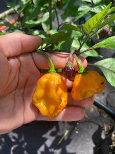 Dueling Horizon (Compass Mix)(Pepper Seeds)